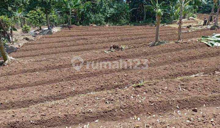 Lahan Kebun di Cipanas Jawa Barat 6