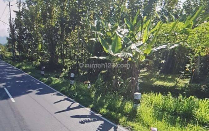 Tanah kosong bonus pohon jati Pinggir jalan utama Baturaden Purwokerto 2