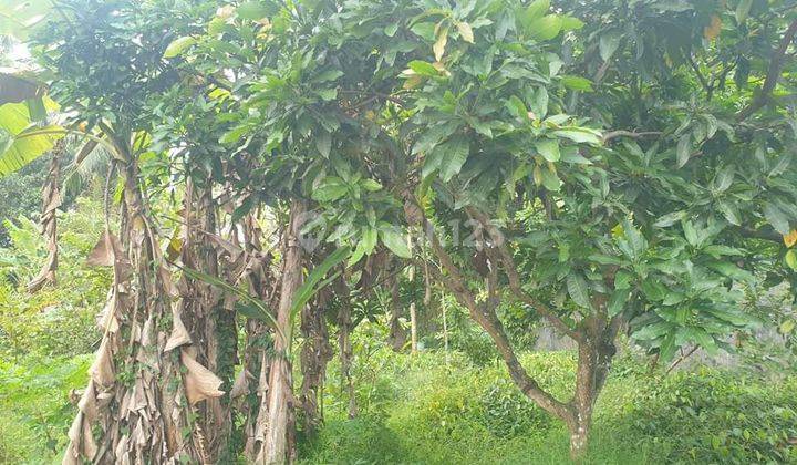 Tanah kosong Dekat Depo Pelita, kampus Ump Sokaraja Banyumas 2