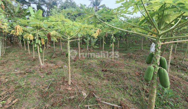 Tanah Kebun Nuansa Pedesaan dekat Pasar Pingit Rakit Banjarnegara 2