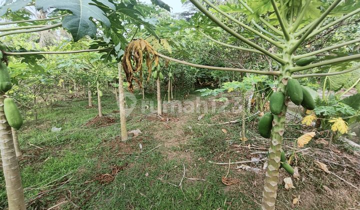Garden Land in Pasar Pingit Complex, Rakit, Banjarnegara