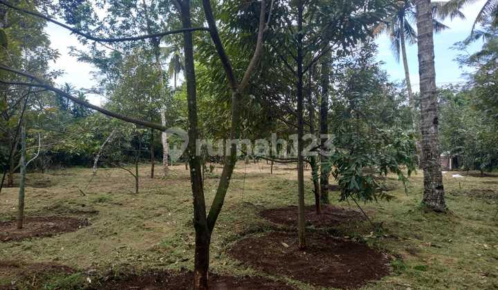 Tanah Kebun Duren Sumbang Banyumas