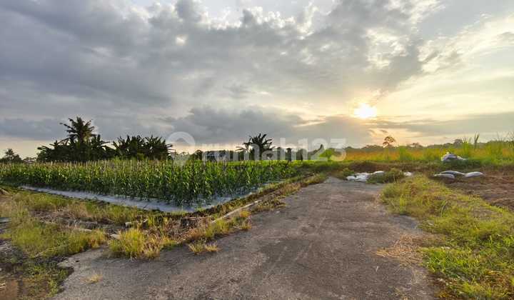 For Rent: Rice Field View Plot Land Located in Temesi Village, Gianyar.