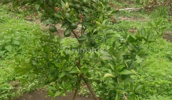 Tanah Luas ada Kebun Jeruk dan Kandang Sapi Di Wajak, Cocok Untuk Investasi

Luas Tanah 23.310m²
Pagar Tembok Keliling
Air Sumur
Akses Jalan Aspal
Lokasi Tanah 1km dari Pasar Wajak
Status Letter C

Cocok Untuk Usaha Dan Investasi 

Harga Penawaran 6,5Mill 2