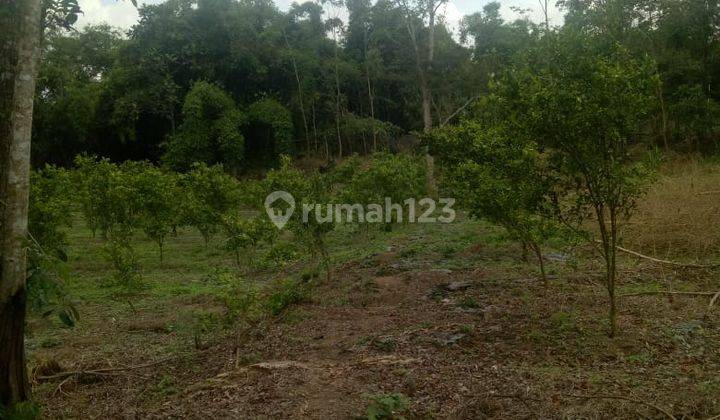 Tanah Luas ada Kebun Jeruk dan Kandang Sapi Di Wajak, Cocok Untuk Investasi

Luas Tanah 23.310m²
Pagar Tembok Keliling
Air Sumur
Akses Jalan Aspal
Lokasi Tanah 1km dari Pasar Wajak
Status Letter C

Cocok Untuk Usaha Dan Investasi 

Harga Penawaran 6,5Mill 5