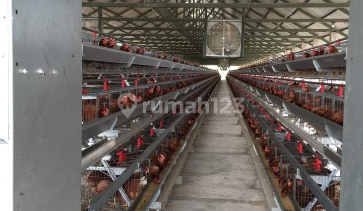 Di Jual Kandang Ayam Petelur Aktif Beserta Ijin Usaha Lengkap di Lumajang