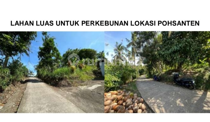 Tanah Luas Murah Di Pohsanten, Mendoyo - Jembrana, Cocok Untuk Perkebunan Dan Investasi Jangka Panjang