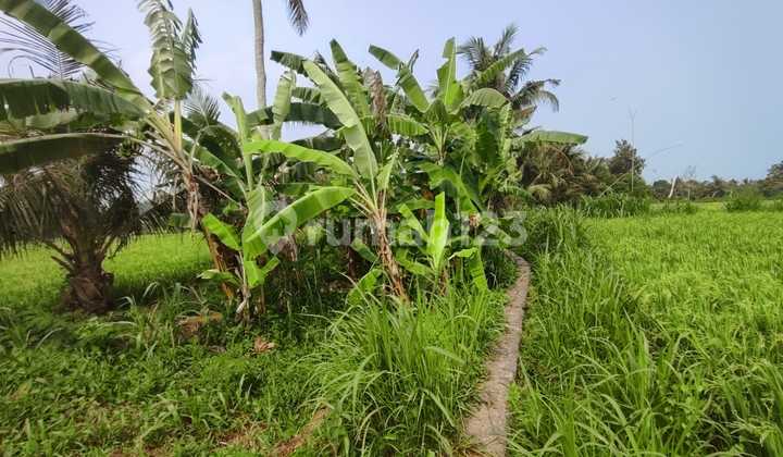 Tanah Luas Lokasi Strategis Hanya 1 Menit Dari Pantai Saba, View Sawah & Sungai Cocok Untuk Bangun Villa