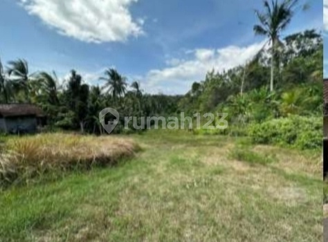 Tanah Murah + Luas Di Mendoyo Dauh Tukad - Jembrana, Cocok Untuk Perkebunan & Investasi Jangka Panjang