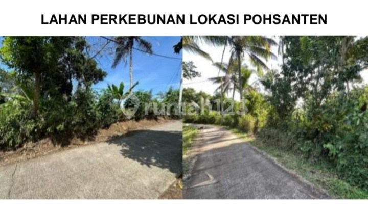 Tanah Perkebunan Di Pohsanten, Jembrana Bali, Cocok Untuk Investasi Jangka Panjang