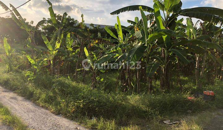 Di Jual Tanah Berlokasi Bantas Sri Munggu Deket Canggu 2