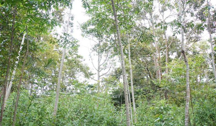 Dijual tanah perkebunan, murah, desa cihaur, palabuhan ratu sukabumi jawa barat 8