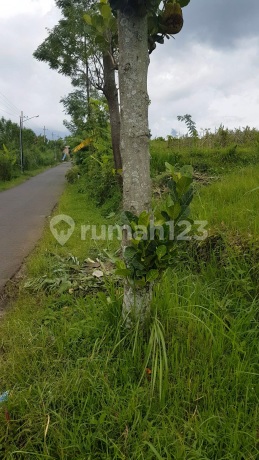 For sale. Land located on the main road with mountain view in Malang city. For sale. Land located on the main road with mountain view in Malang city.