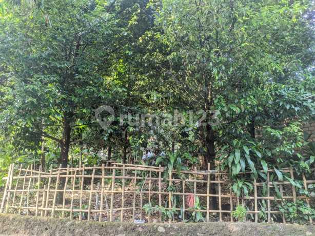 DI JUAL MURAH TANAH CIAPUS BOGOR BESERTA KEBON PALA DAN KEBON JENGKOL