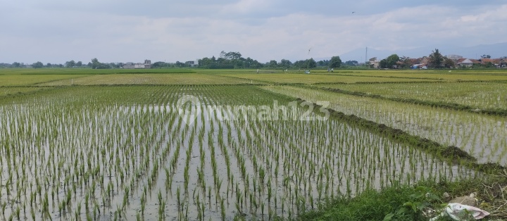 Dijual Murah Sawah Rapat ke Jalan Desa