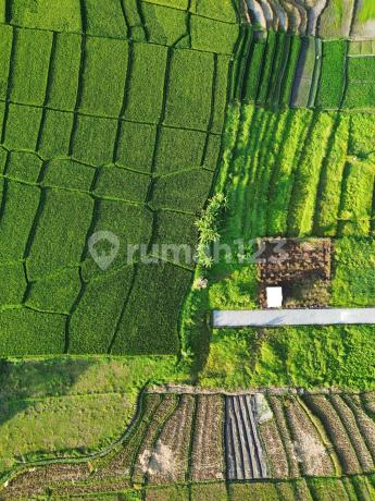 Kedungu dekat CANGGU 390m2 442m2 Suround By The View