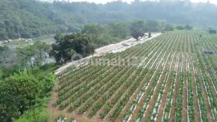 Tanah Murah di Haji Miing Ranca Bunguri Bogor