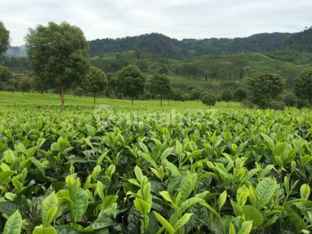 Dijual Perkebunan Teh di Bandung