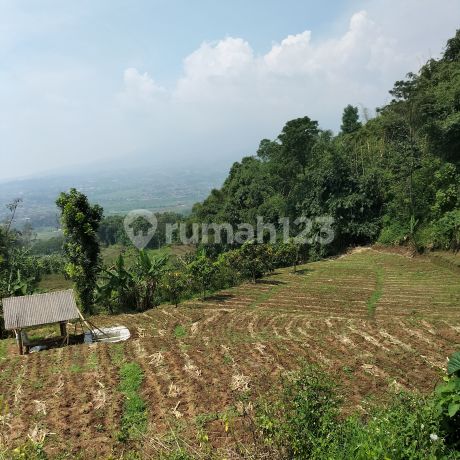 Kavling Untuk Perkebunan 1000 mdpl dengan pemandangan yang sangat bagus Kavling Untuk Perkebunan 1000 mdpl dengan pemandangan yang sangat bagus