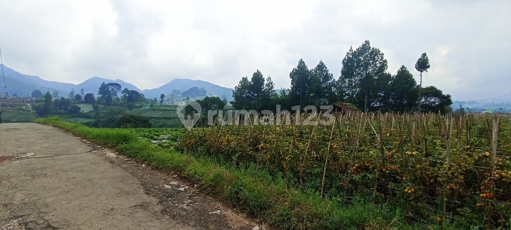 Tanah SHM Area Perkebunan 2.689 m² Lembang, Bandung