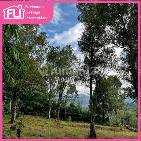 For Sale Clove Plantation Land In Cicadas Bandung. Area: 7,000m2