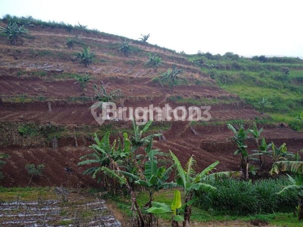 TANAH CANTIK DI LEMBANG COCOK UNTUK PERKEBUNAN TANAH CANTIK DI LEMBANG COCOK UNTUK PERKEBUNAN