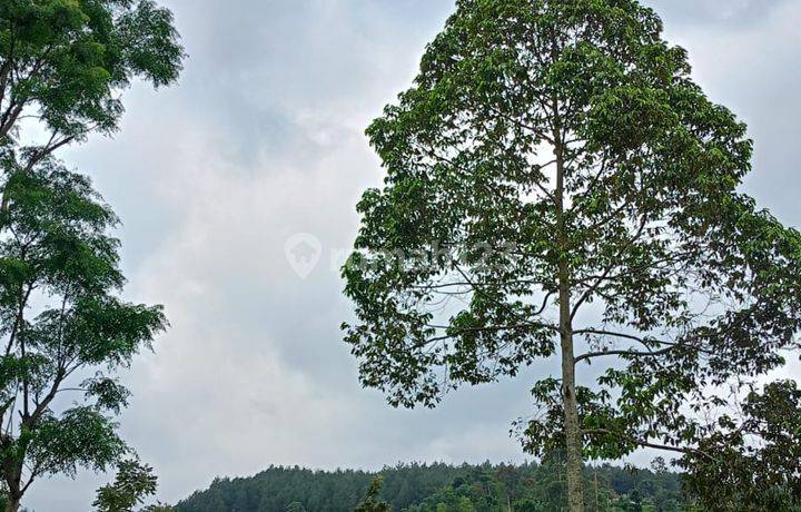Tanah Perkebunan Teh 18.5 Ha Di Ciwidey Bandung Plus Sungai Kecil