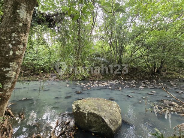 Dijual Tanah Kebun Kelapa Los Sungai di Tabanan Bali