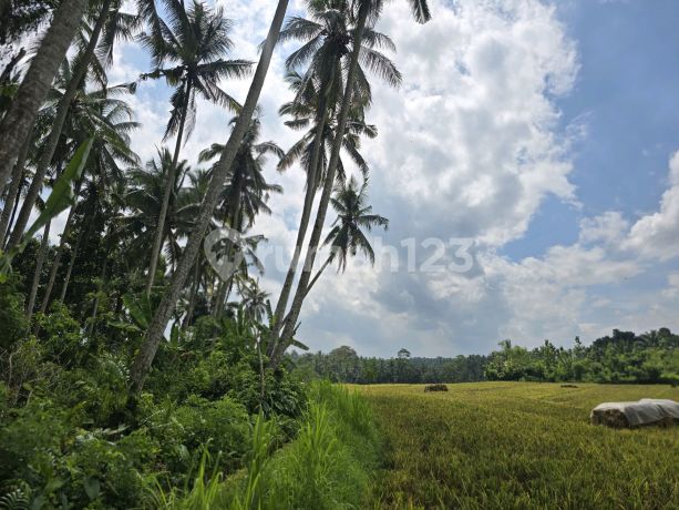 Dijual Murah Tanah View Sawah Asri di Tabanan Bali
