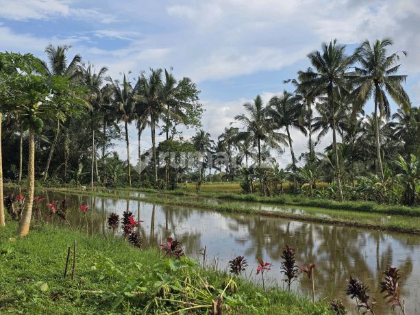 Dijual Tanah.datar Dengan.view.sawah.di.bali
