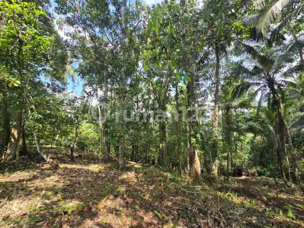 Dijual Tanah Kebun Durian Murah Dibawah Pasar Ditabanan