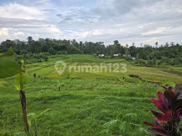 Dijual ********. Sawah Terasering Di ********