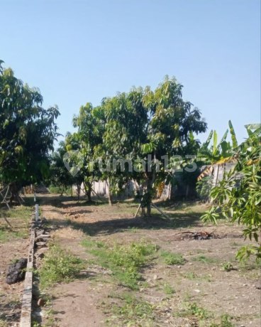 Kavling Raya Sendang Bulu Strategis, Belakang Palma Classica