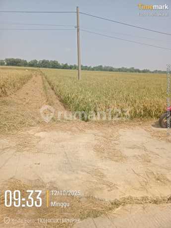 Tanah Sawah Di Karawang Panen 3 Kali Setahun