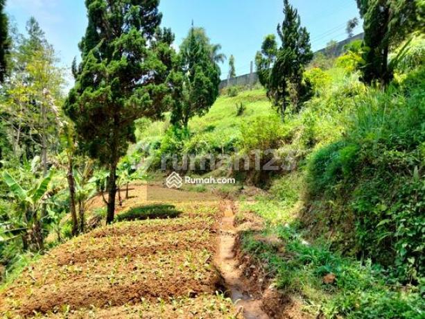 Sangat Murah Tanah Kebun dengan Kontur Istimewa dengan View Gunung Gede/ Pangrango di Kawasan Mega Mendung Sangat Murah Tanah Kebun dengan Kontur Istimewa dengan View Gunung Gede/ Pangrango di Kawasan Mega Mendung