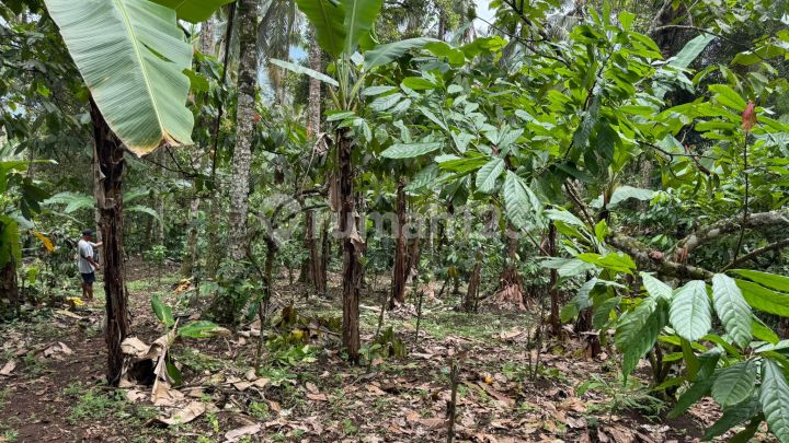 Active Plantation Land Active Plantation Land