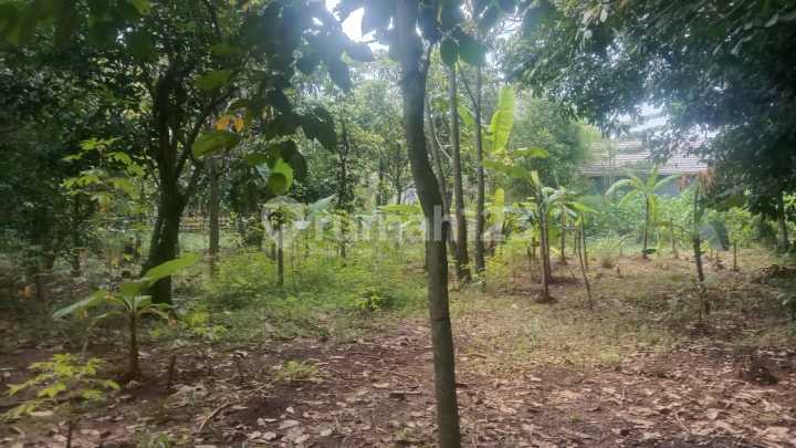 dijual Tanah Kebun 719 m2 di Desa Gandoang dijual Tanah Kebun 719 m2 di Desa Gandoang