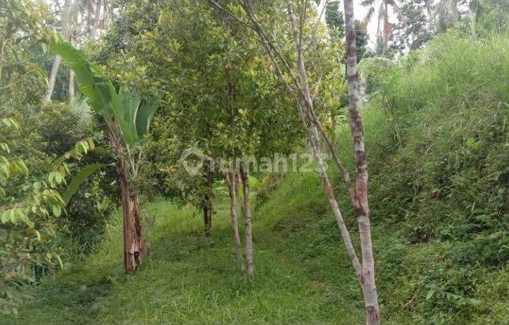 Tanah Kebun Cengkeh Singaraja Buleleng Desa Panji