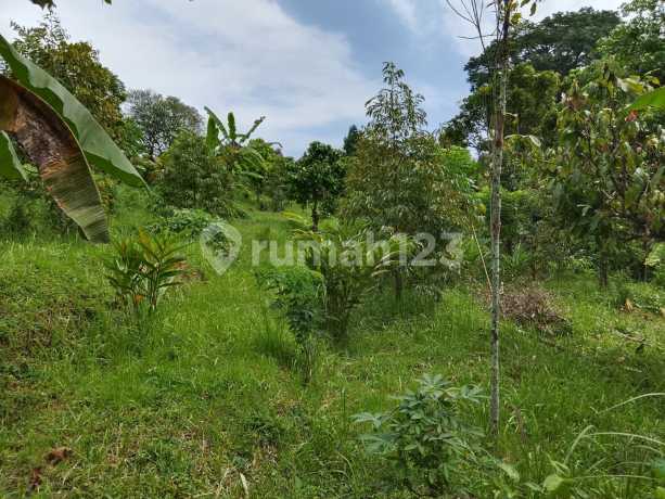 Tanah Kebun Buc Di Singaraja Desa Panji Anom