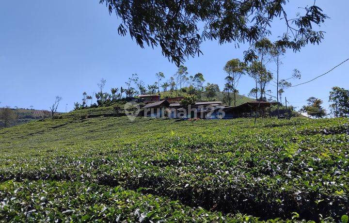 Tanah Kavling Perkebunan 10ha Cocok Untuk Villa, Agrowisata, Glamping Area.