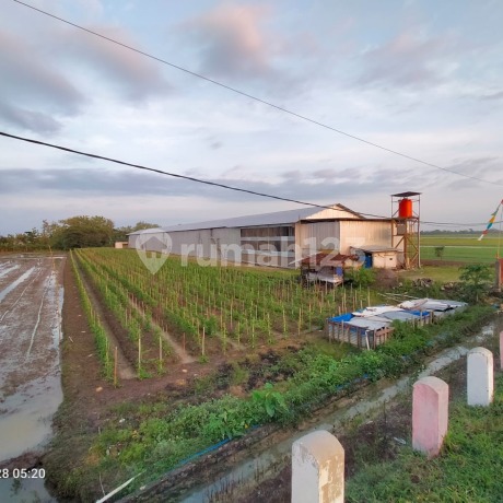Tanah Strategis Luas Siap Pakai di Kebon Agung Demak