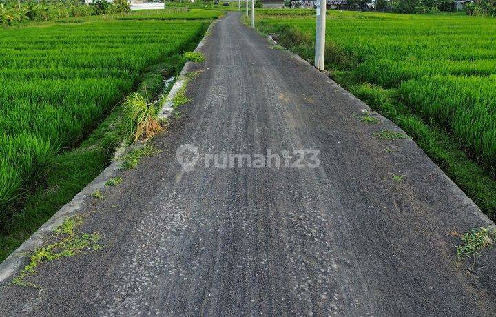 Canggu Rice Field Dekat Area Wisata