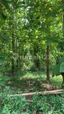 Dijual Kavling Include Pohon Jati di Nanggewer Cibinong