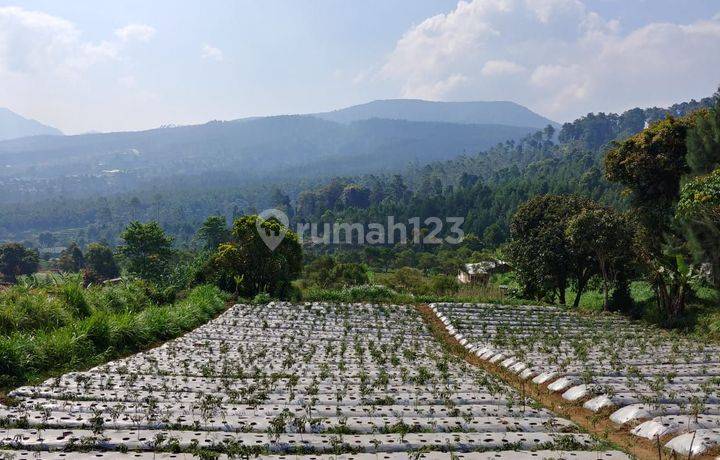 Jual cepat Tanah di Gunung putri Lembang cocok untuk villa dan perkebunan 