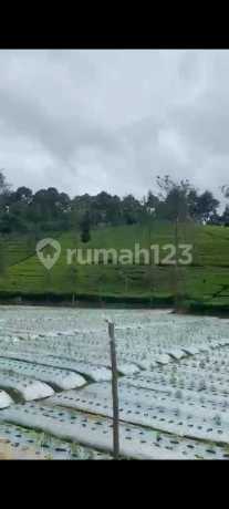 For Sale Cheap Ciwidey Plantation Land