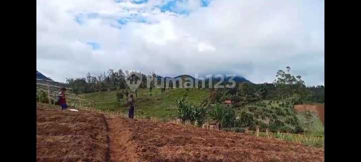 Dijual Tanah Perkebunan Ciwidey - Murah & Potensi Agrowisata