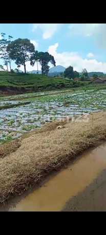 Dijual Tanah Perkebunan Ciwidey Murah dan Luas