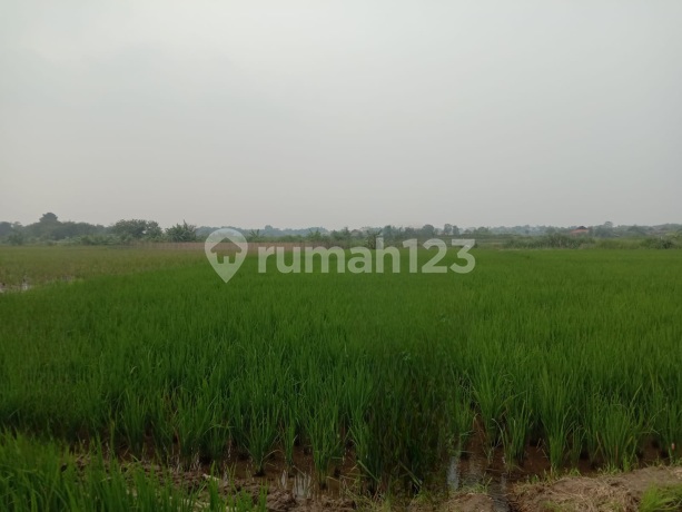 Dijual Cepat Tanah Sawah Cibarusah Jaya Cikarang Dijual Cepat Tanah Sawah Cibarusah Jaya Cikarang