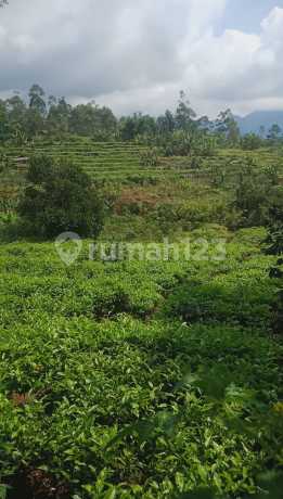 Dijual Tanah Bagus Untuk Perkebunan Kopi Dan Teh . Bisa Untuk Peternakan Dijual Tanah Bagus Untuk Perkebunan Kopi Dan Teh . Bisa Untuk Peternakan
