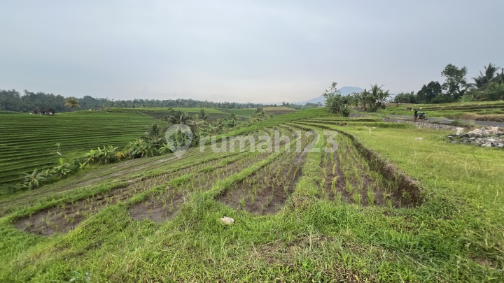 Productive Rice Farm Land with Eternal View Productive Rice Farm Land with Eternal View